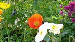 Lakewood-Garden-Center-Flowers